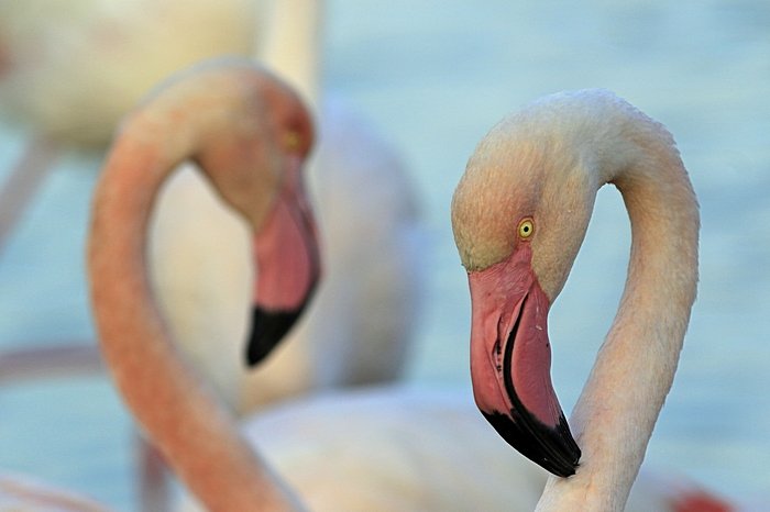 Bernd Wagner - Vögel