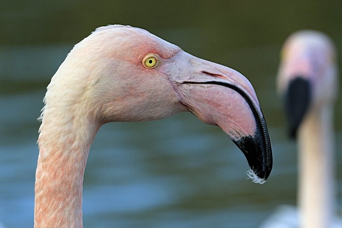 Bernd Wagner - Vögel