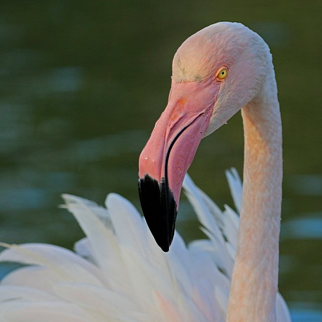 Bernd Wagner - Vögel