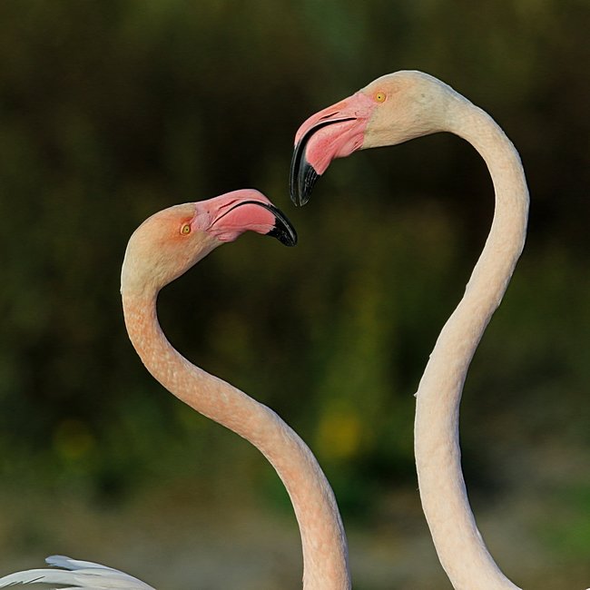 Bernd Wagner - Vögel