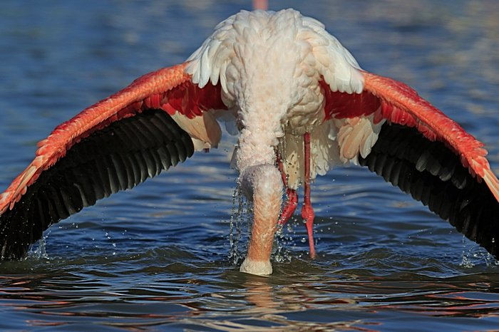 Bernd Wagner - Vögel