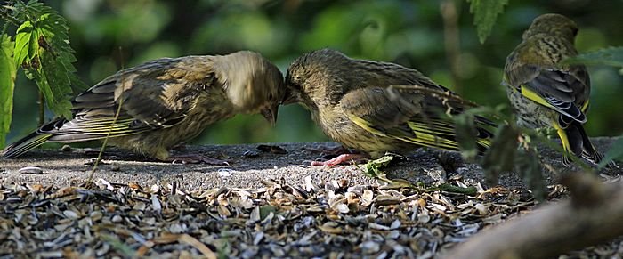 Bernd Wagner - Vögel