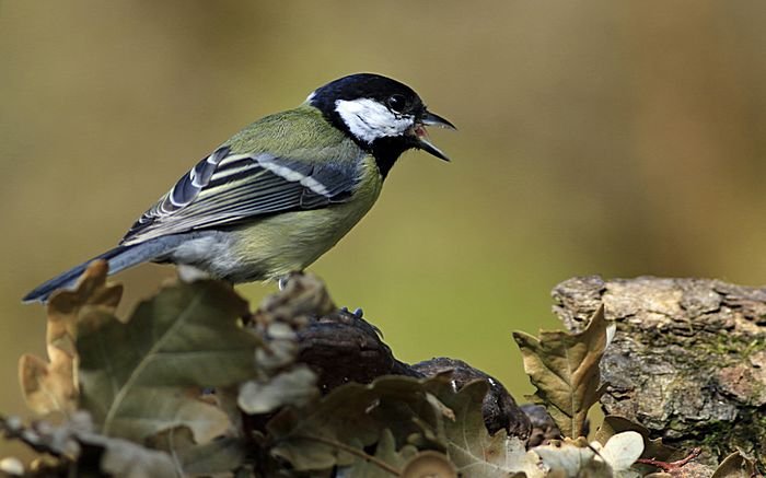 Bernd Wagner - Vögel