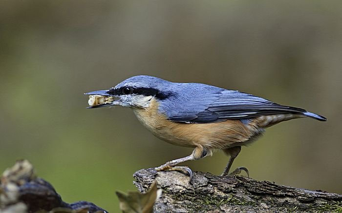 Bernd Wagner - Vögel