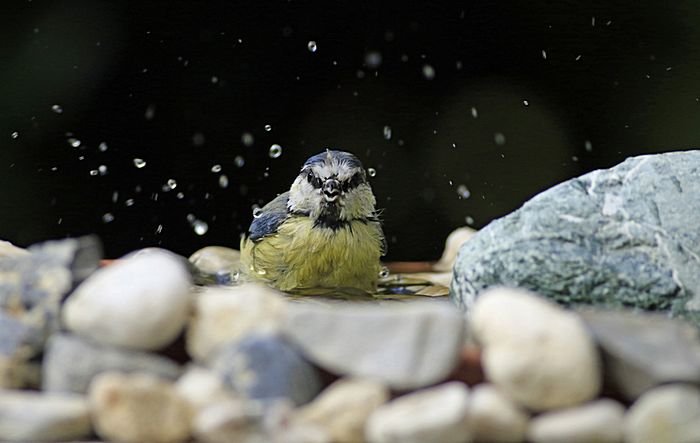 Bernd Wagner - Vögel