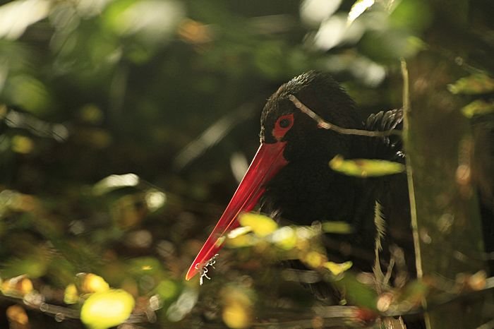 Bernd Wagner - Vögel