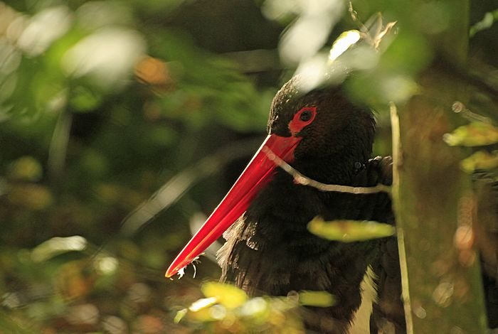 Bernd Wagner - Vögel