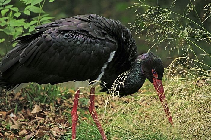 Bernd Wagner - Vögel