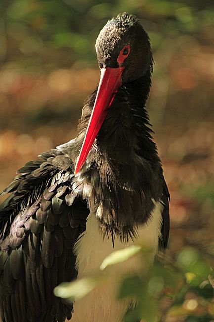 Bernd Wagner - Vögel