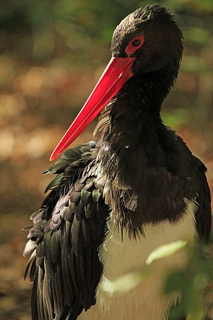 Bernd Wagner - Vögel