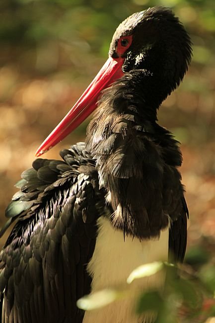 Bernd Wagner - Vögel
