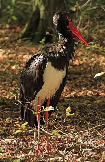 Bernd Wagner - Vögel