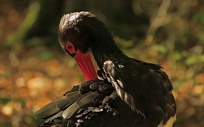 Bernd Wagner - Vögel