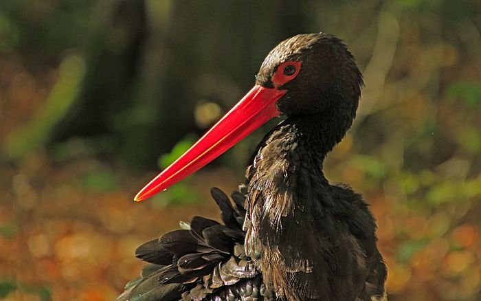 Bernd Wagner - Vögel