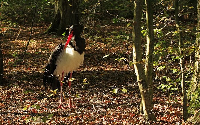 Bernd Wagner - Vögel