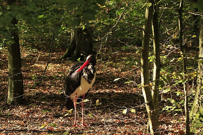 Bernd Wagner - Vögel