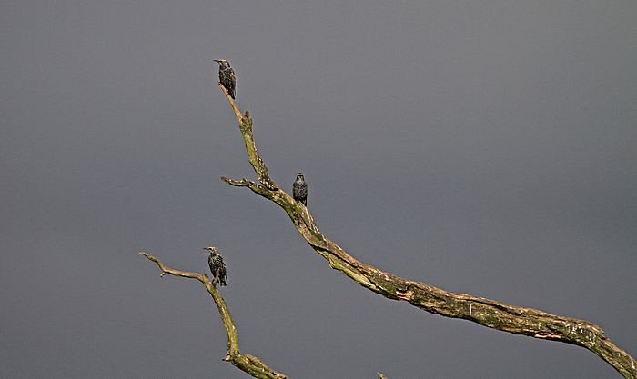 Bernd Wagner - Vögel
