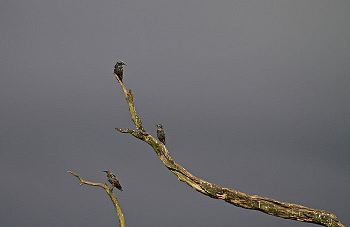 Bernd Wagner - Vögel