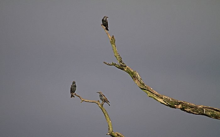 Bernd Wagner - Vögel