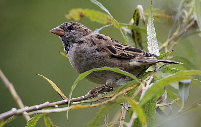 Bernd Wagner - Vögel