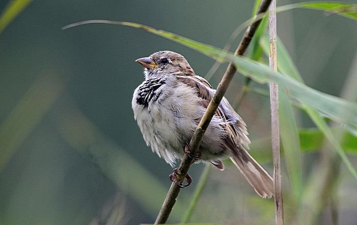 Bernd Wagner - Vögel