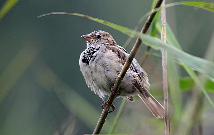 Bernd Wagner - Vögel