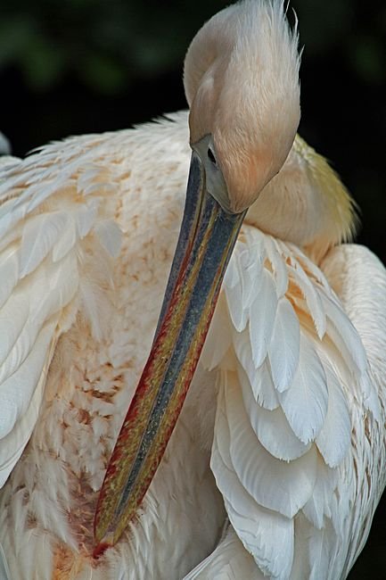 Bernd Wagner - Vögel