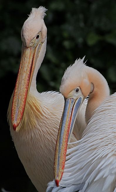 Bernd Wagner - Vögel