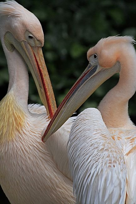 Bernd Wagner - Vögel