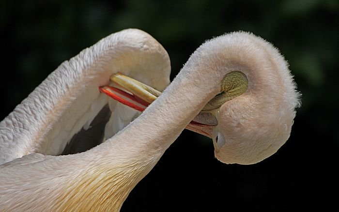 Bernd Wagner - Vögel