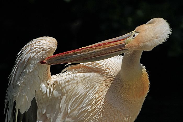 Bernd Wagner - Vögel