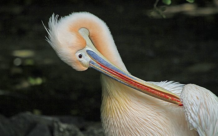 Bernd Wagner - Vögel