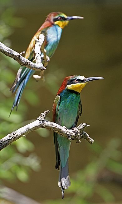 Bernd Wagner - Vögel