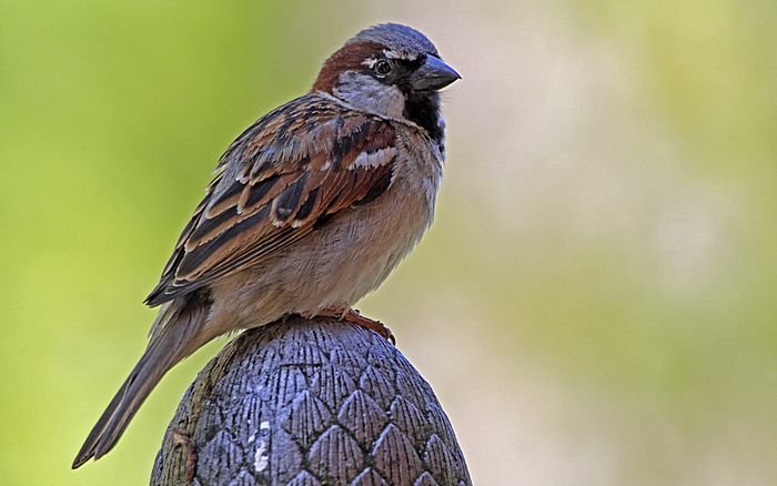 Bernd Wagner - Vögel