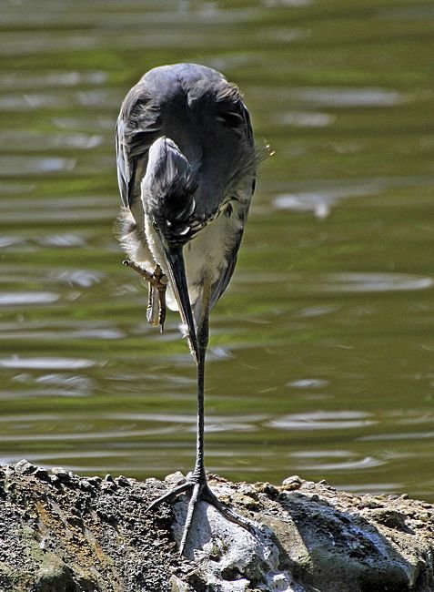 Bernd Wagner - Vögel