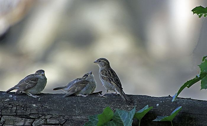 Bernd Wagner - Vögel