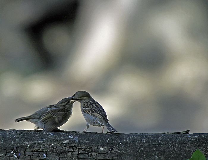 Bernd Wagner - Vögel