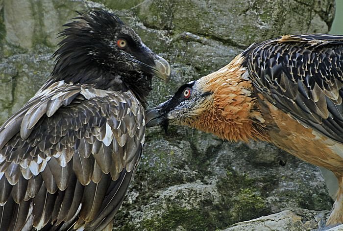 Bernd Wagner - Vögel