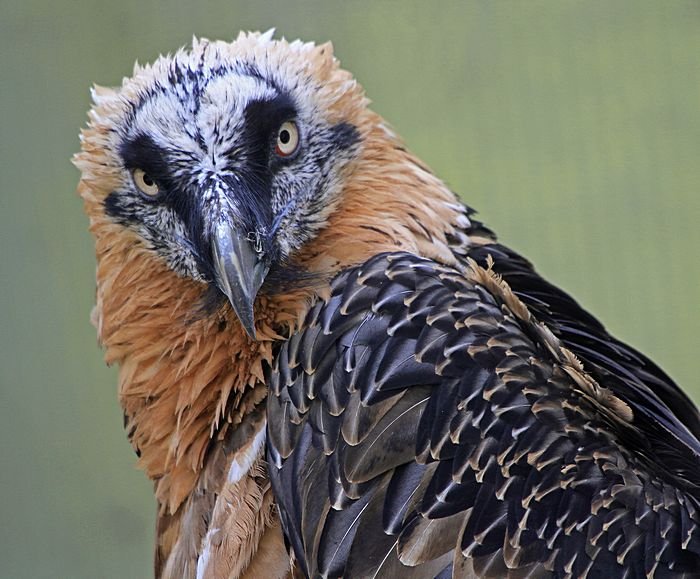 Bernd Wagner - Vögel