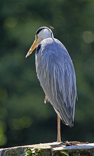 Bernd Wagner - Vögel