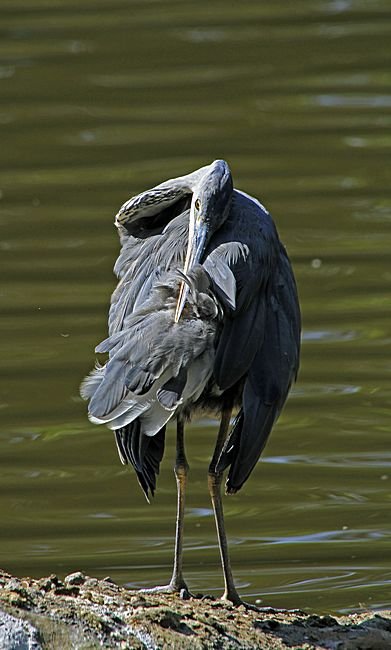 Bernd Wagner - Vögel