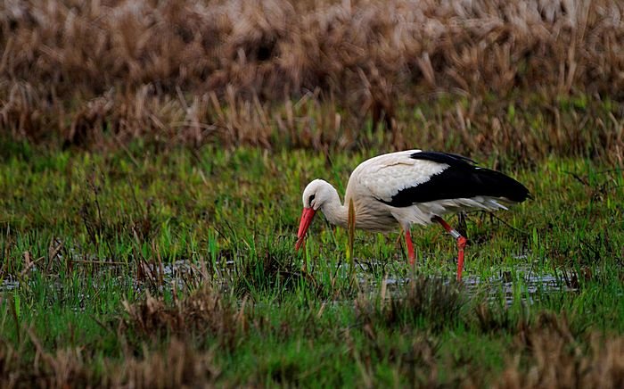 Bernd Wagner - Vögel