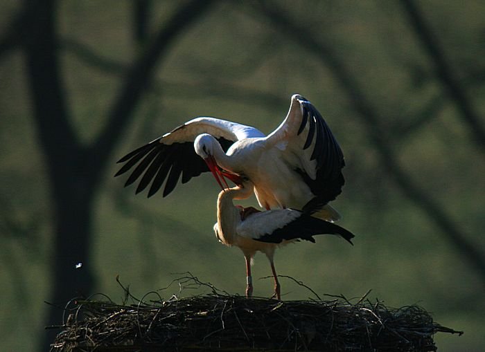 Bernd Wagner - Vögel