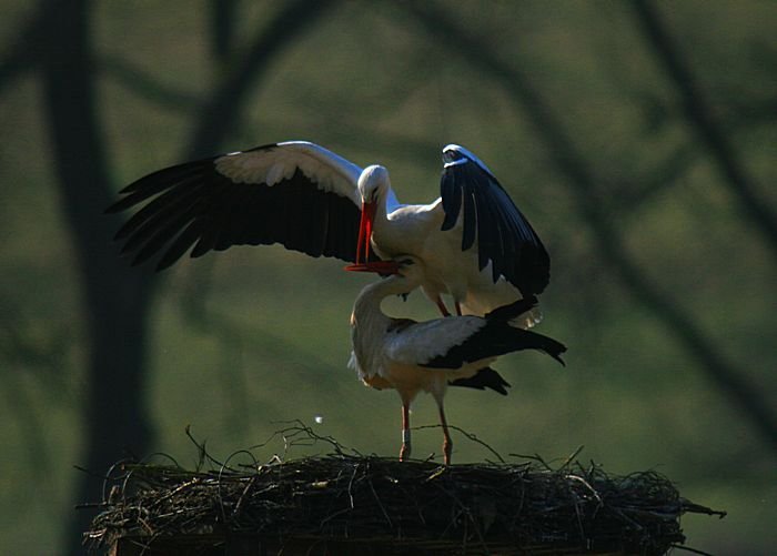 Bernd Wagner - Vögel