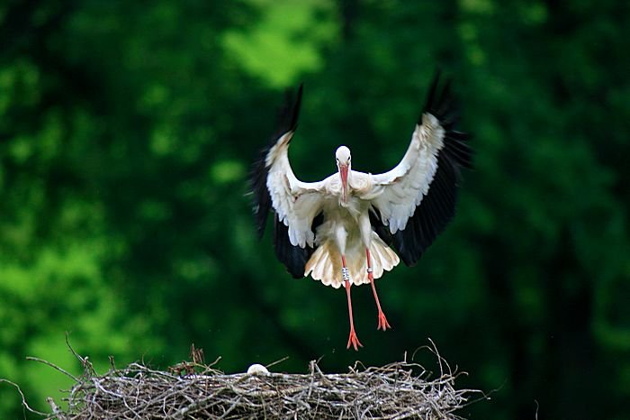 Bernd Wagner - Vögel