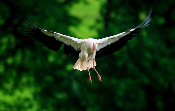 Bernd Wagner - Vögel