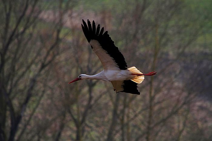 Bernd Wagner - Vögel