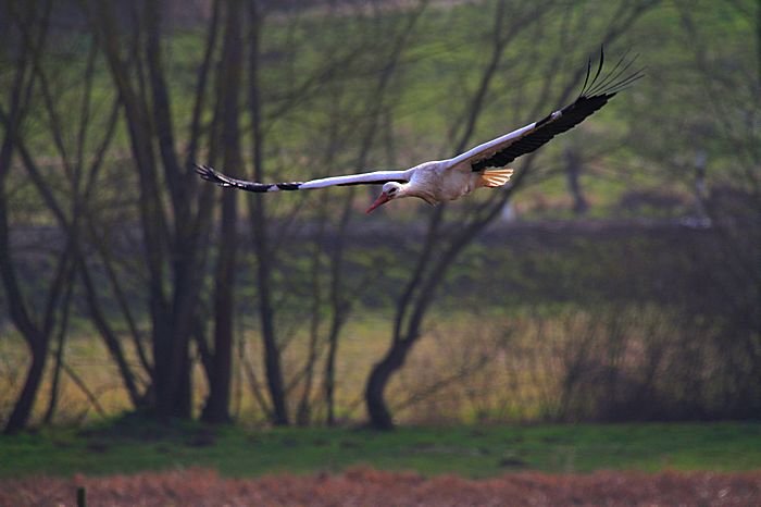 Bernd Wagner - Vögel