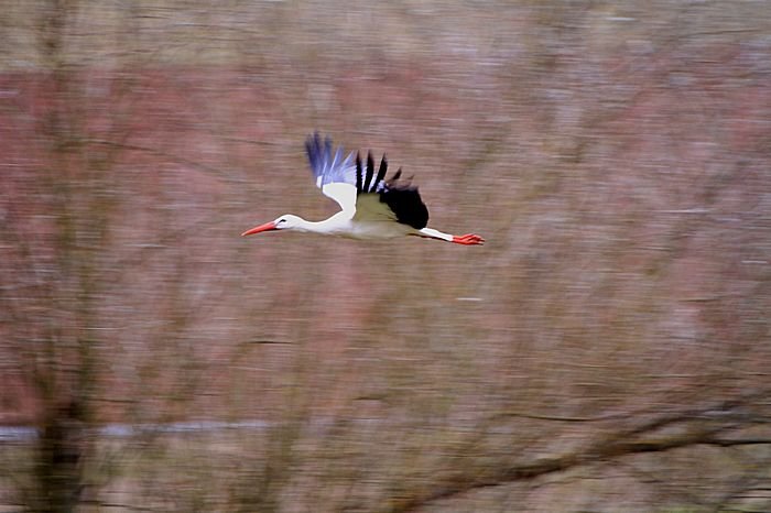 Bernd Wagner - Vögel