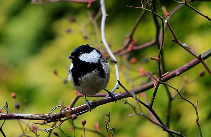 Bernd Wagner - Vögel